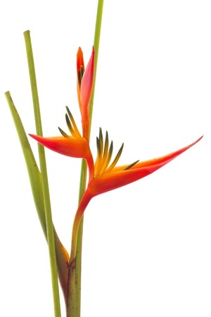 flowers-costa-rica